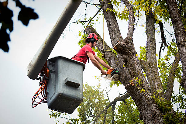 The Steps Involved in Our Tree Care Process in Port Royal, SC